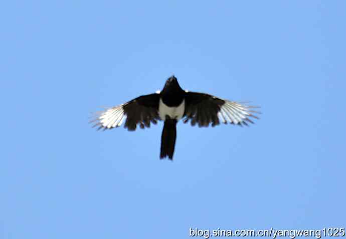 习作(喜鹊) 习作(喜鹊)