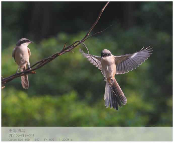211.小伯劳成长记(5)结束篇--群友部分精彩作品选