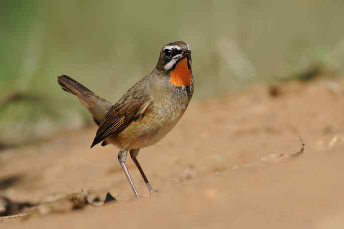 秋季迁徙鸟：红喉歌鸲*