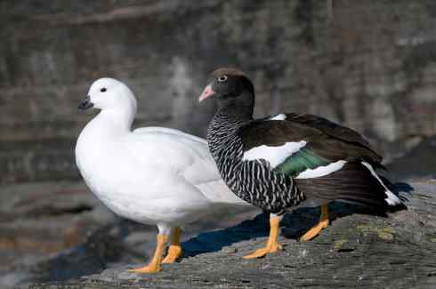 白头鸟系列：另类的美丽（斑胁草雁）