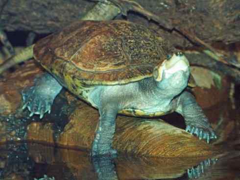 玄武：传说的兽原型探秘（侧颈龟类）