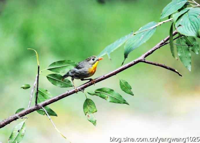 又遇相思鸟（2）