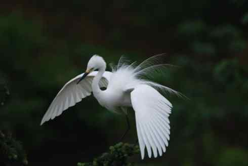 象山白鹭赛仙子