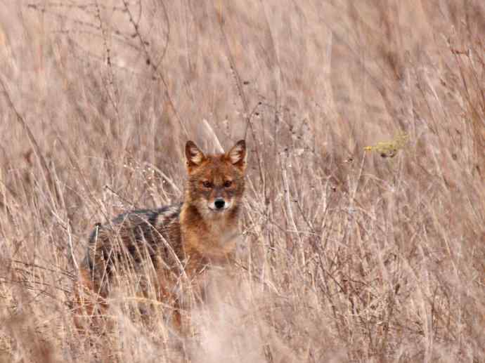 犬科:犬亚科犬属之金豺、黑背豺(胡狼类) 犬科:犬亚科犬属之金豺、黑背豺(胡狼类)