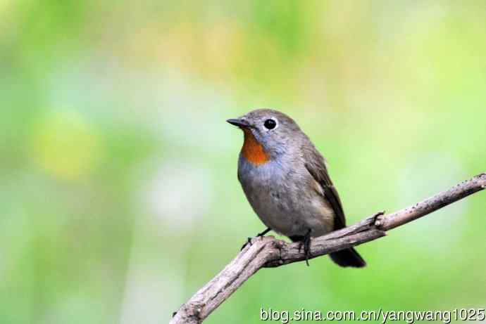 北京天坛公园的鸟类——红喉姬鹟（3）