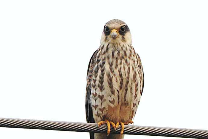 偶遇电线版黄爪隼（附议）