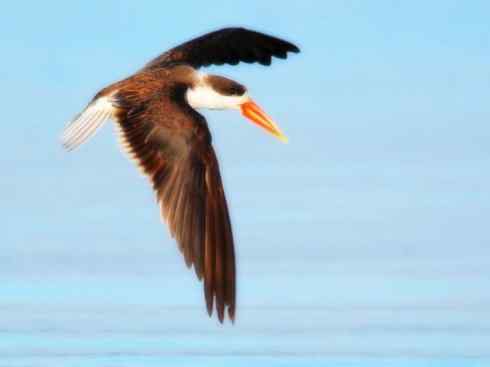 猎奇：奇特的鸟喙之二