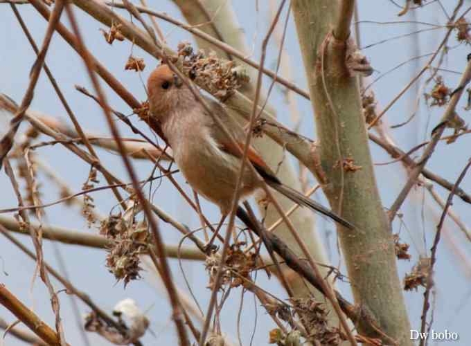 棕头鸦雀 wbr憨态可掬
