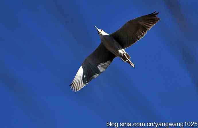 北京动物园的鸟类——飞（夜鹭）4