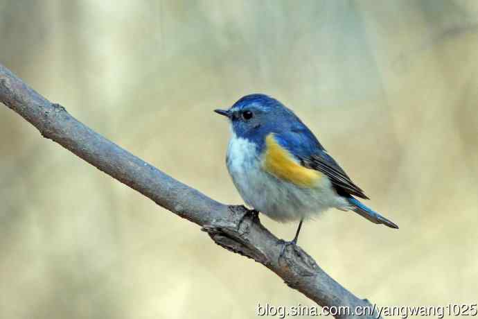 雄性红胁蓝尾鸲（20）