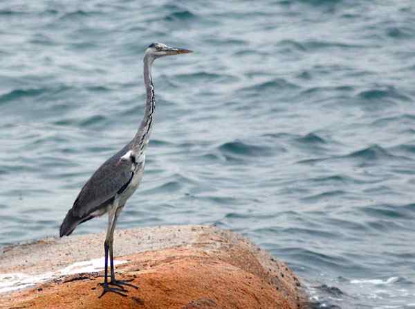 珠海独行（八）,收获苍鹭（组图）。