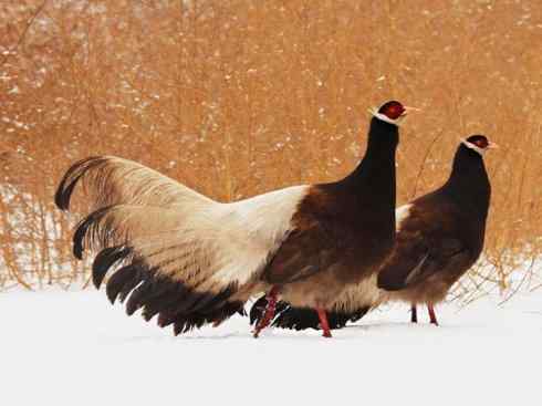 凤凰：传说中的鸟原型探秘（孔雀）