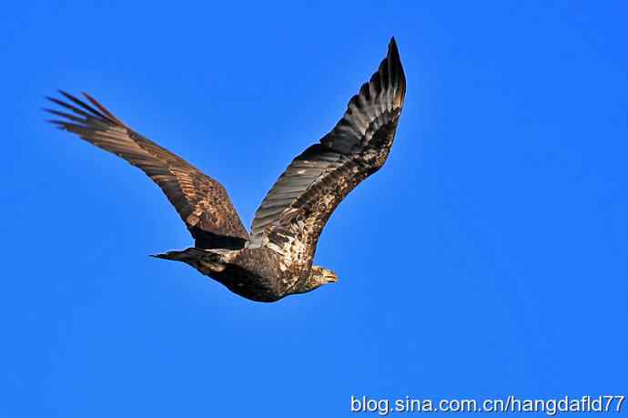 白头海雕亚成鸟