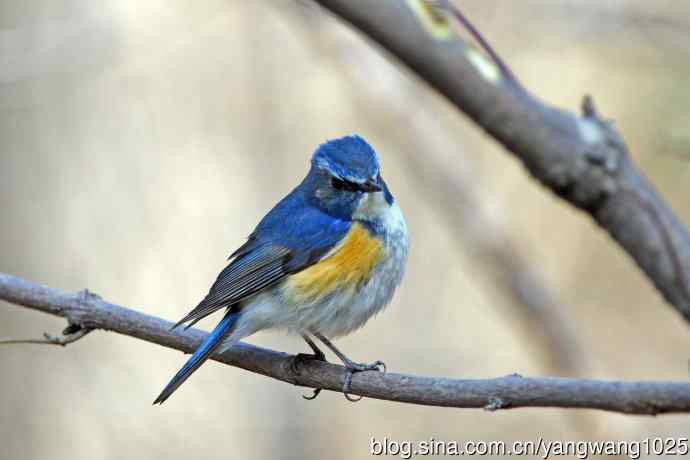 雄性红胁蓝尾鸲（21）