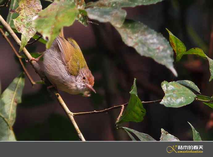 西双版纳拍鸟之二【实拍】