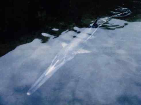 鱼类活化石：匙吻鲟科