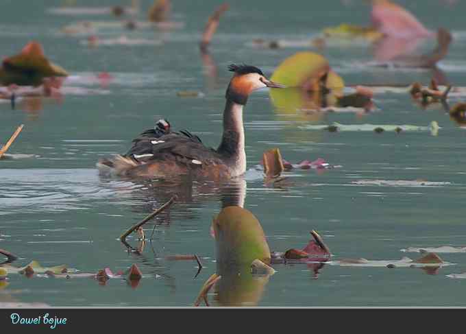 献给含辛茹苦的父母们