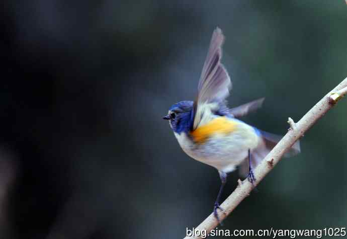 雄性红胁蓝尾鸲（2）