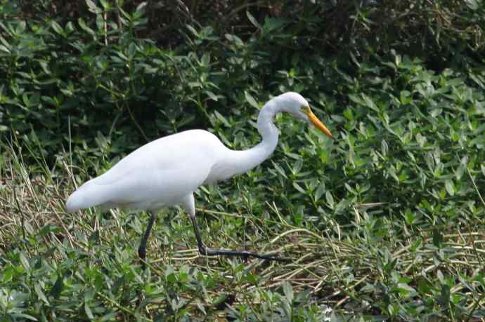 摄鸟拾趣（二十） wbr白鹭（一）