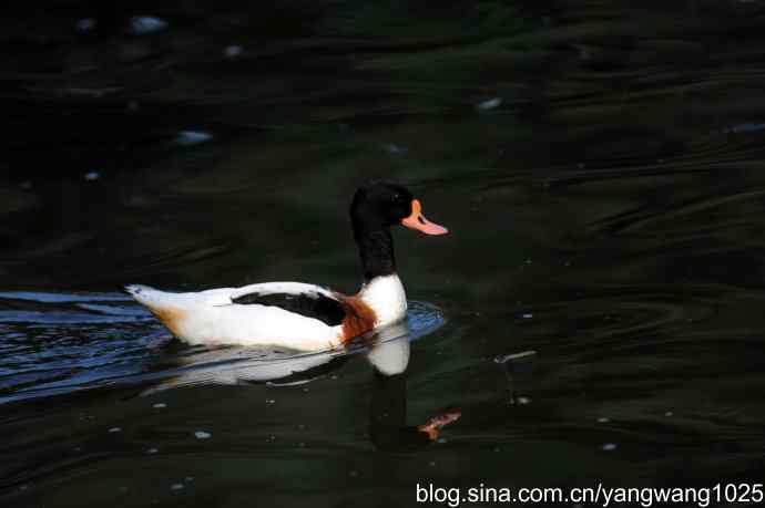 游水的斑头雁与翘鼻麻鸭