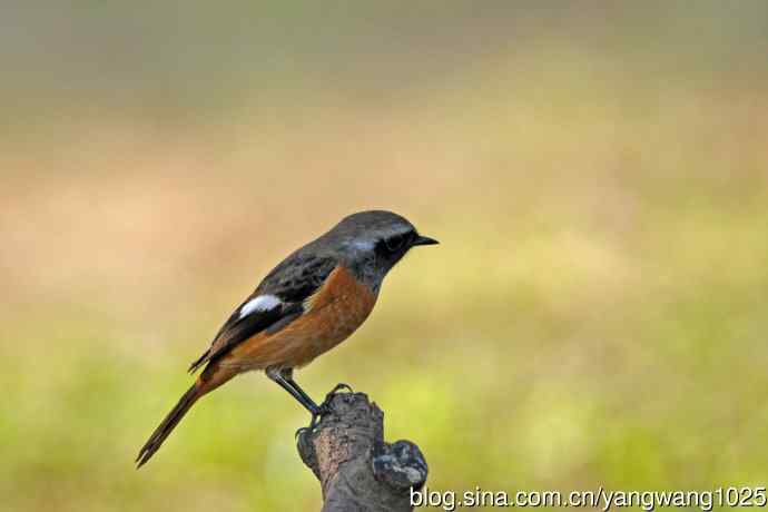 雄性北红尾鸲(33) 雄性北红尾鸲(33)