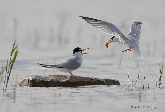 白额燕鸥：丹青写意 wbr似水柔情