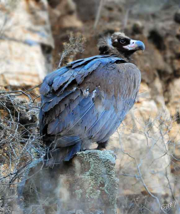 座山雕下山了鈥斺斖吼 座山雕下山了鈥斺斖吼