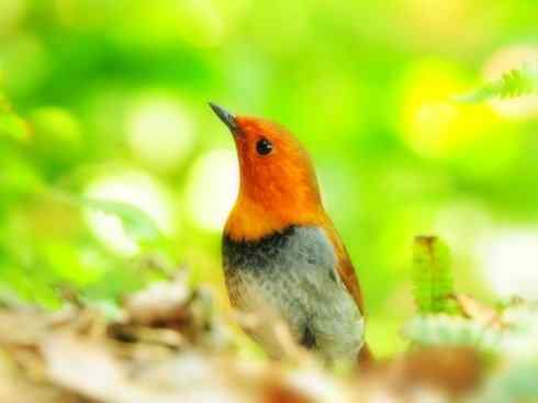 美丽无罪：雀鸟之溪鸲