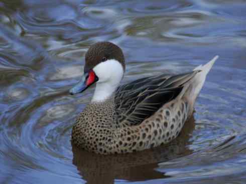 欣赏:美丽的钻水鸭5 欣赏:美丽的钻水鸭5