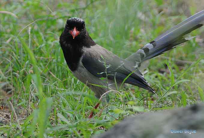 再拍:白眉.紫背和黄鹂 再拍:白眉.紫背和黄鹂