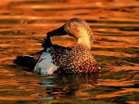 欣赏:美丽的钻水鸭5 欣赏:美丽的钻水鸭5