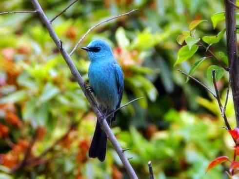 雀鸟也彪悍：霓裳飘舞（绶带）