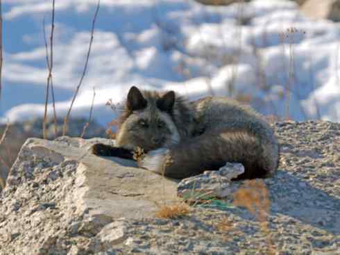 犬科：狐亚科狐属