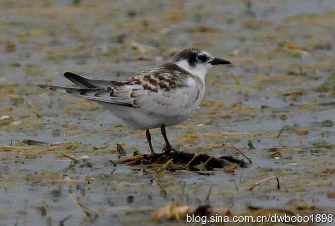 灰斑鸠踩蛋 wbr须浮鸥育雏