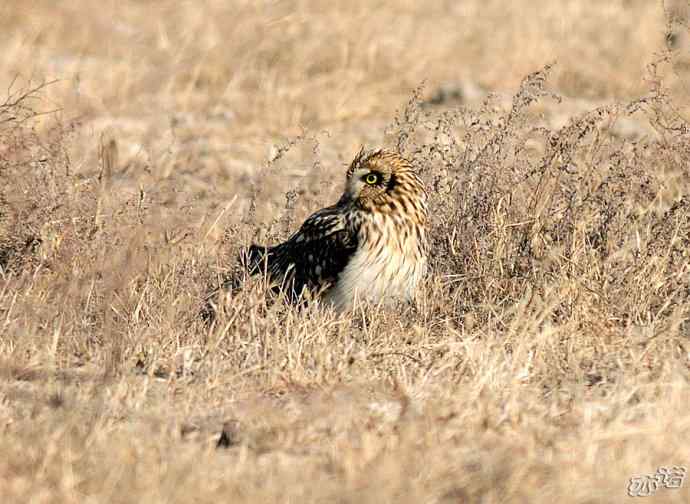 官厅水库&nbsp;wbr路&nbsp;wbr被喜鹊驱赶的短耳鸮