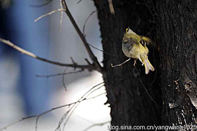 柏树丛中的戴菊 wbr3