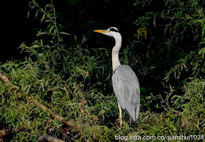 一只漂亮的苍鹭(稻香湖)
