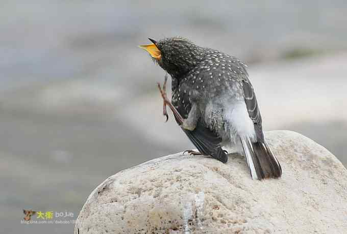 父爱如山：实拍红尾水鸲和它的四个宝宝们