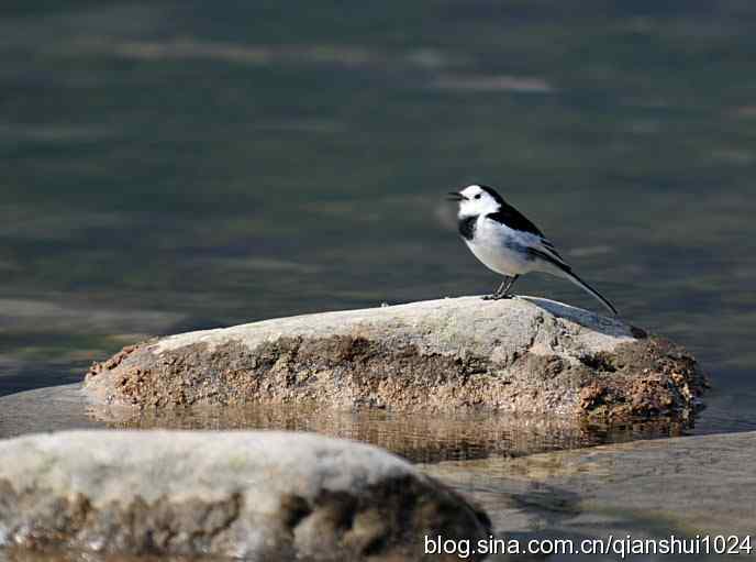 生境鸟片.风景独好