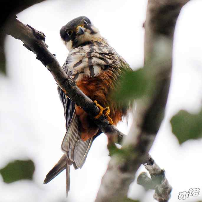 圆明园拍鸟——梳羽的燕隼