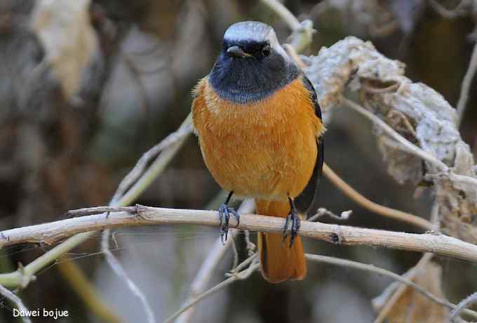 翩然红翅和十渡的那些鸟