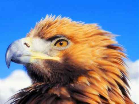 家禽驯化之源之六