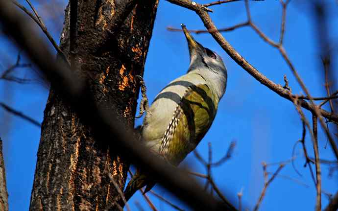 北京植物园赏鸟（十六），灰头绿啄木鸟（组图）
