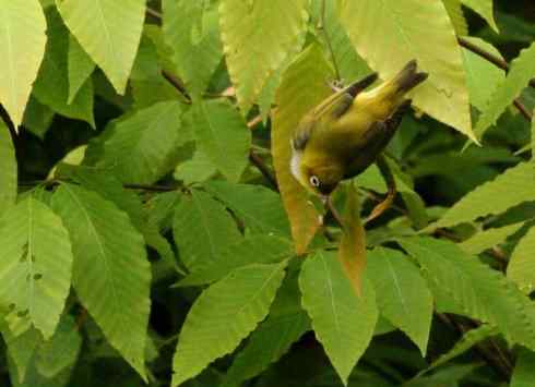 家禽驯化之源之二十五（绣眼鸟、鹊鸲四喜）