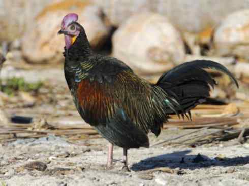 凤凰：传说的鸟原型探秘（原鸡）