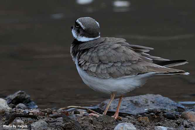 鸟为悦己者容(长嘴剑鸻梳妆)
