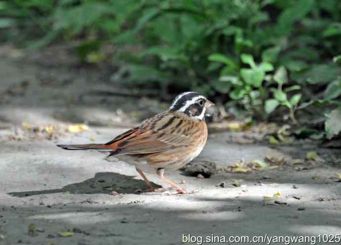 北京天坛公园的鸟类——白眉鹀