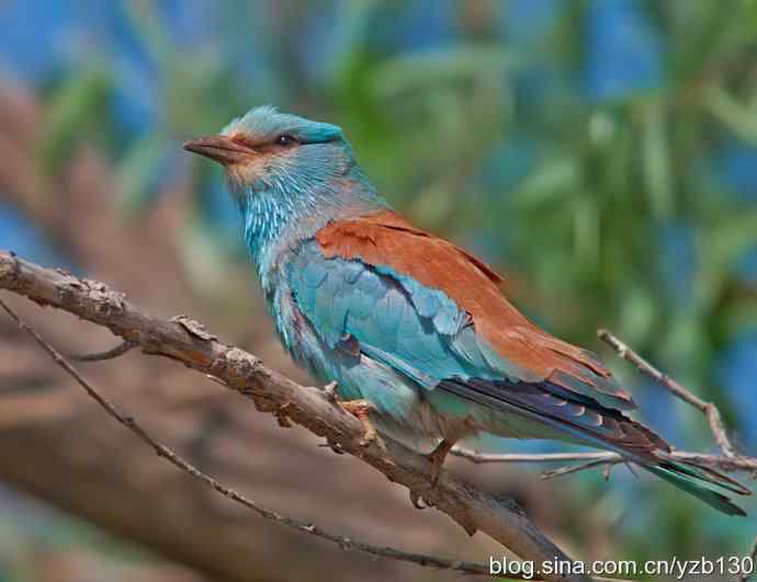 蓝胸佛法僧（组图，9张图片）