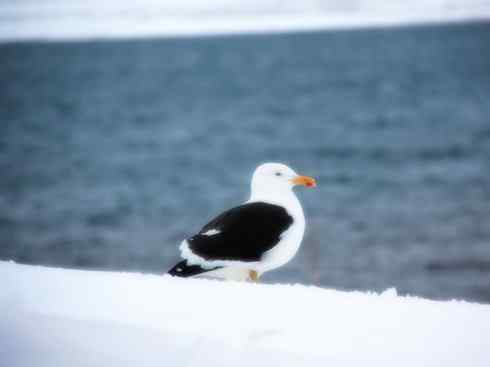 天生猎手：非猛禽类猎手之五（海上霸主军舰鸟、海鸥）