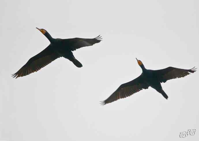 陕西洋县拍鸟——鸟儿的世界 观鸟的天堂